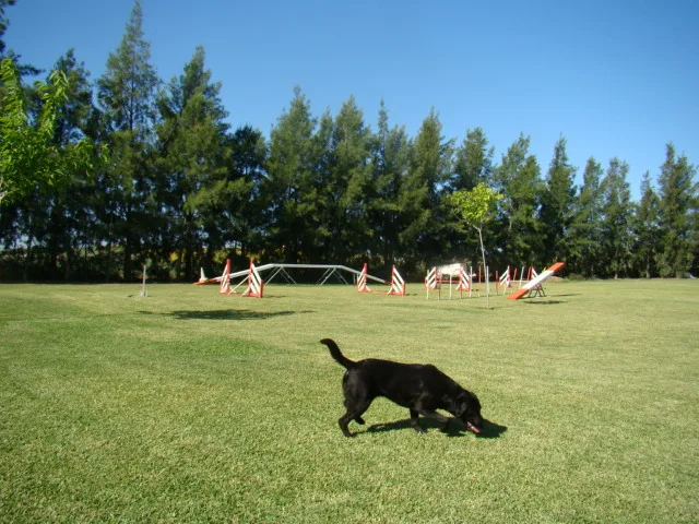 Residencia Canina y Felina Ruta de la Plata - Sevilla - Seville pet otel görseli 2
