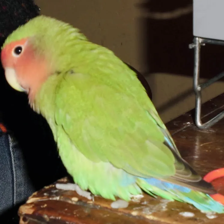 Residencia para animales exóticos Sevilla - Seville pet otel görseli 4