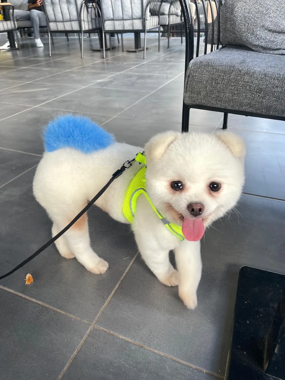 Sevimli Patiler Pet Kuaförü-Pet Otel - Diyarbakır pet otel