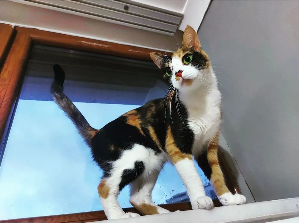 Sevinç Kedi Oteli - Istanbul pet otel görseli 2