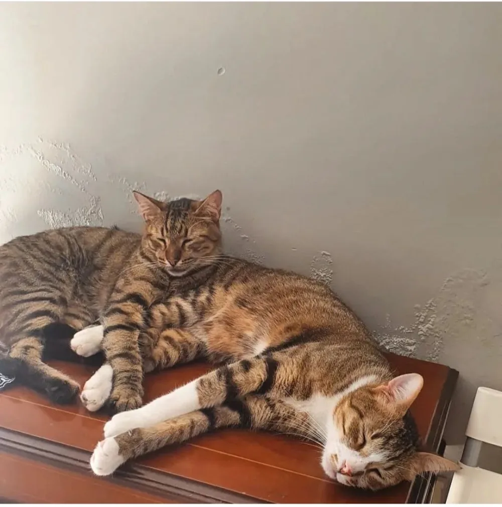 Sevinç Kedi Oteli - Istanbul pet otel görseli 3