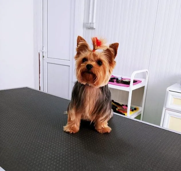 Sevpati Pet (Pet Pansiyon & Pet Kuaför & Pet Shop) - Bodrum pet otel görseli 3
