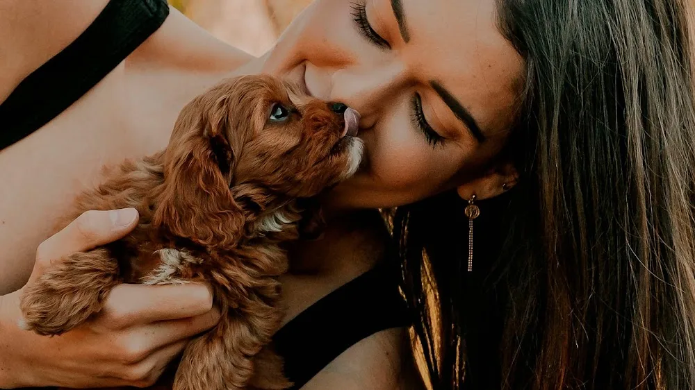 Diamond Valley Kennels Pty Ltd - Sheldon pet otel