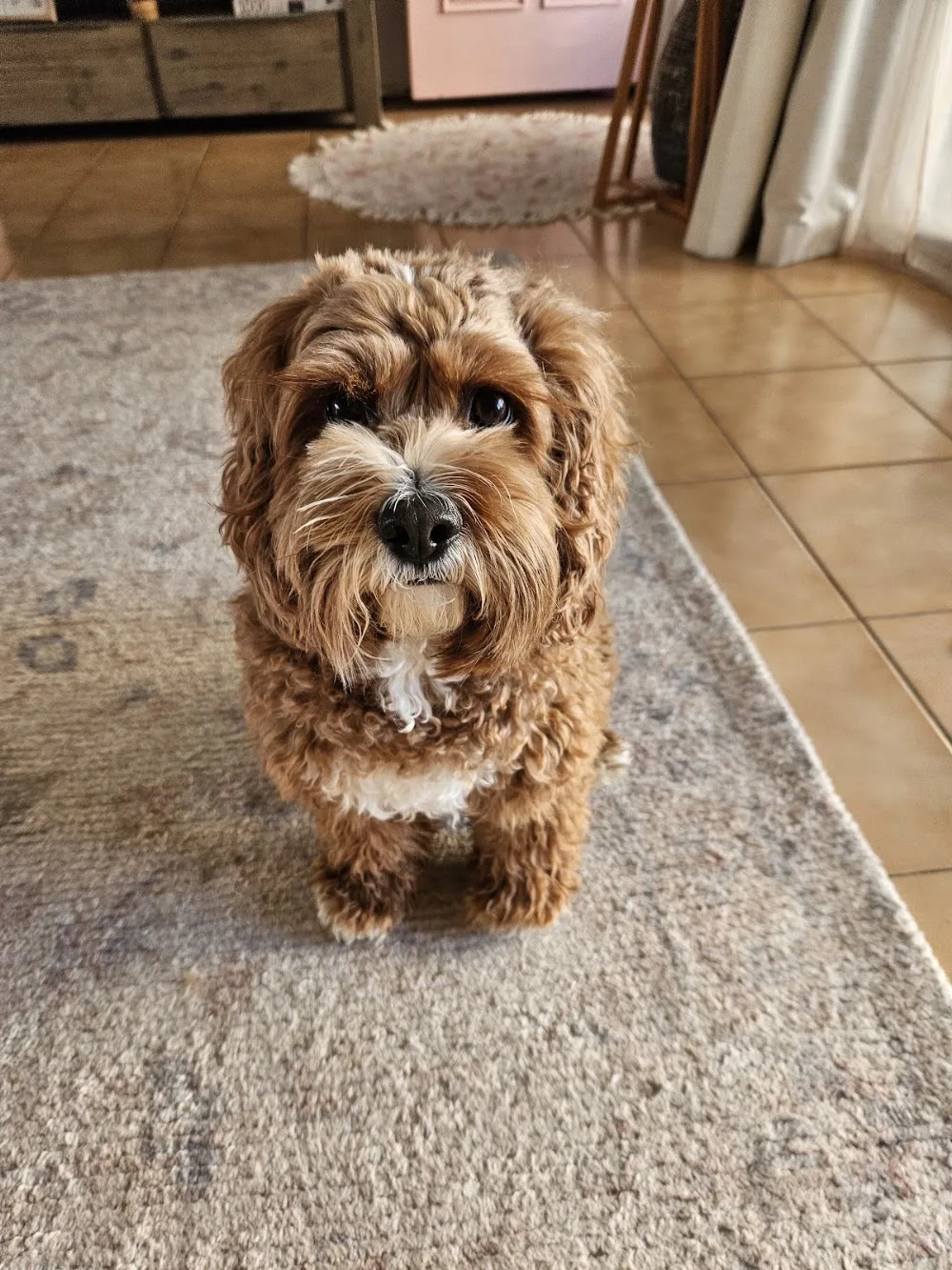 Diamond Valley Kennels Pty Ltd - Sheldon pet otel görseli 3