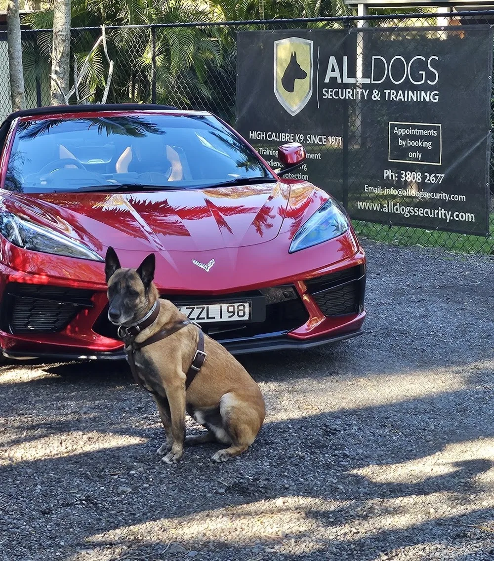 Jazari Pet Resort - Sheldon pet otel görseli 3