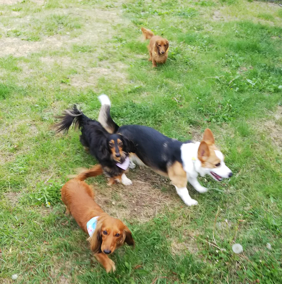 Dog Training & Hotel BLUNO - Shiga pet otel