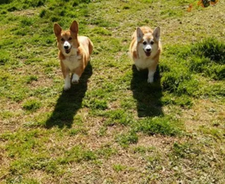 Dog Training & Hotel BLUNO - Shiga pet otel görseli 3