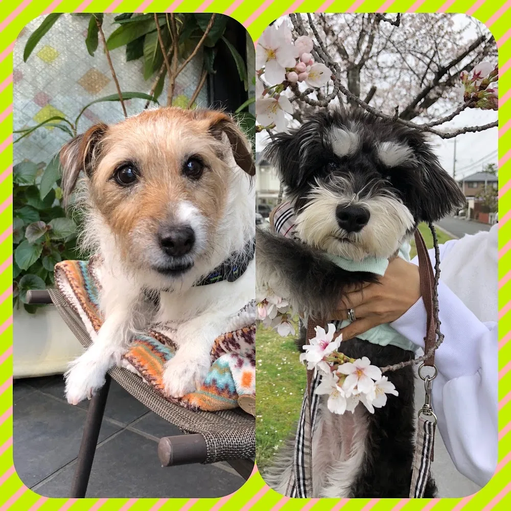 Dog Training & Hotel BLUNO - Shiga pet otel görseli 5