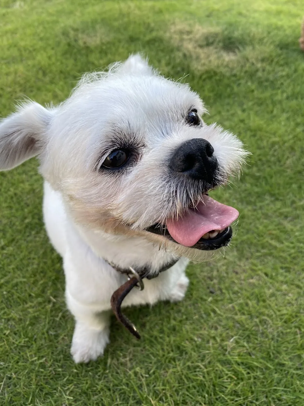 Pet Boarding IZU --Cage-Free Dog Hotel at Veterinarian's home—獣医さんのお家でケージフリーのペットホテル - Shizuoka pet otel