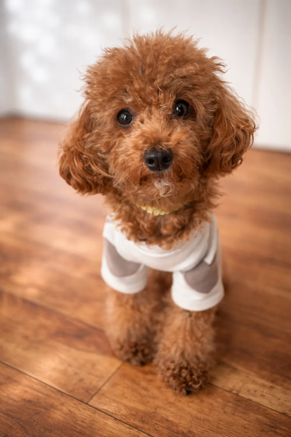 Pet Boarding IZU --Cage-Free Dog Hotel at Veterinarian's home—獣医さんのお家でケージフリーのペットホテル - Shizuoka pet otel görseli 3