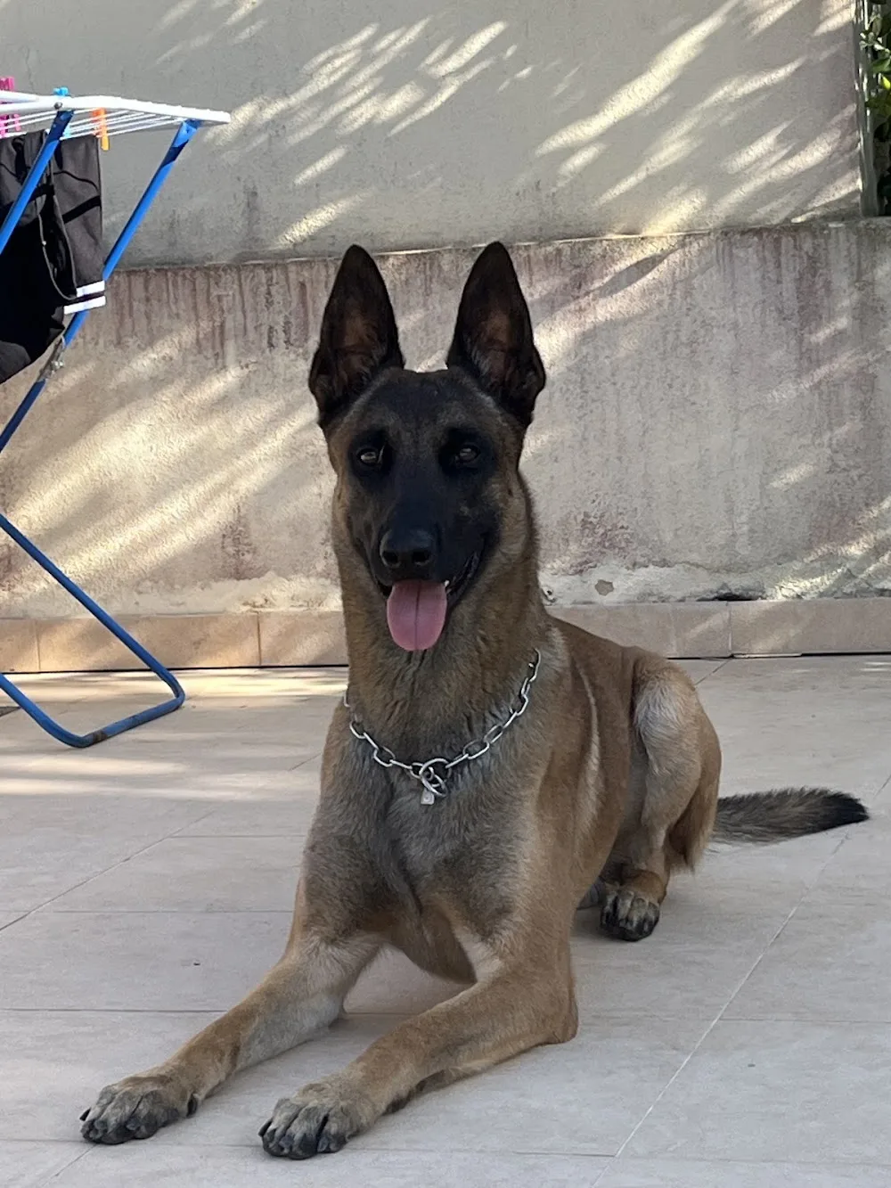 Addestramento e Pensione per Cani - Sicily pet otel
