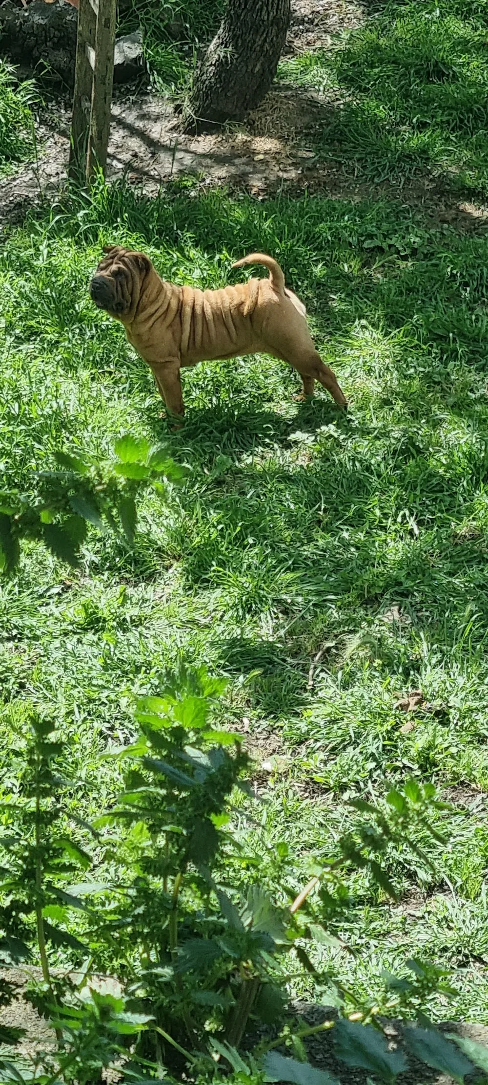 Allevamento della Coronaa - Sicily pet otel görseli 3