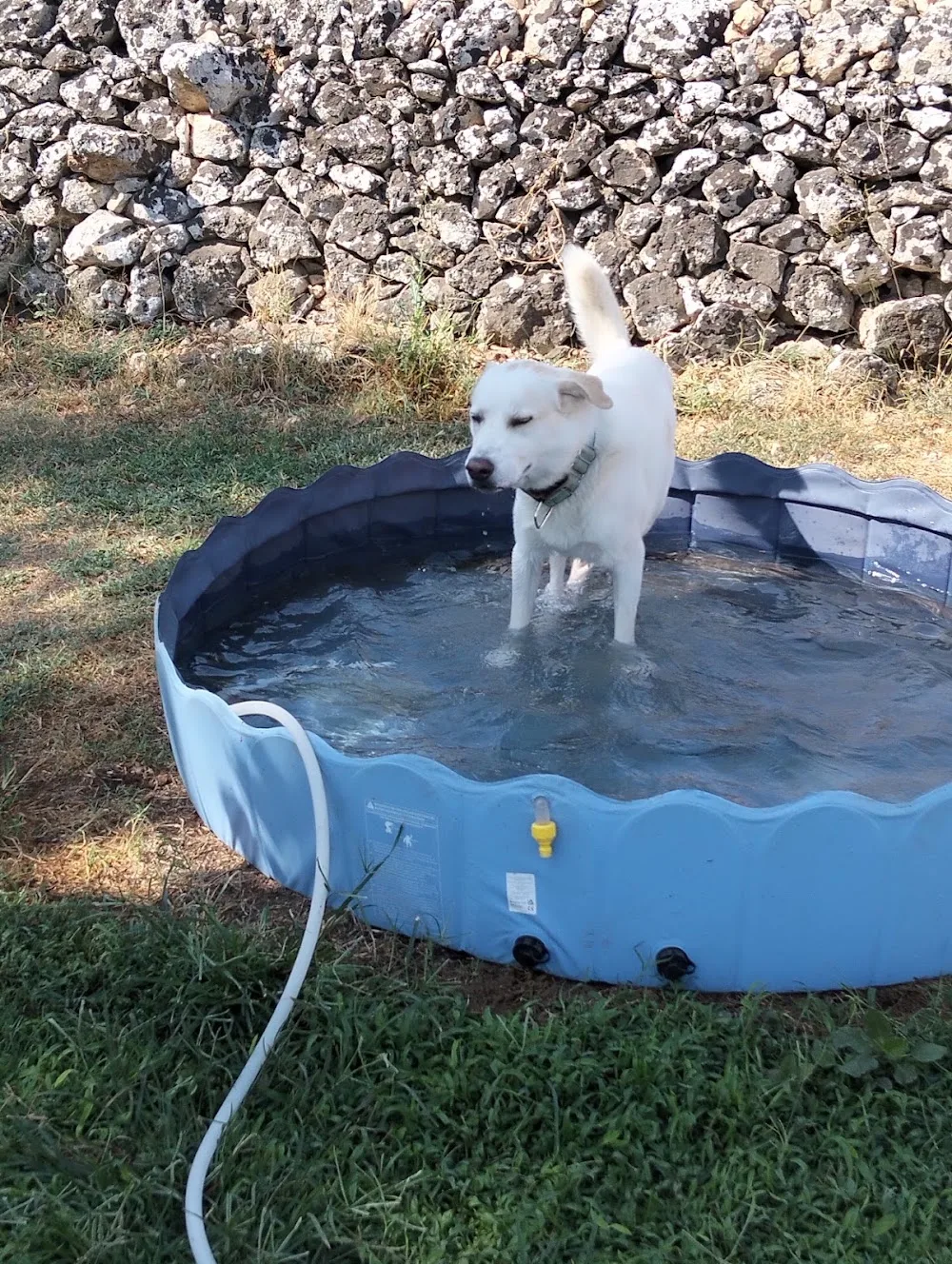 DOG VILLAGE - Amanti degli Animali di Giusto Sofia e Gattinella Giuseppe PENSIONE PER CANI- DOGPARK - Sicily pet otel görseli 6