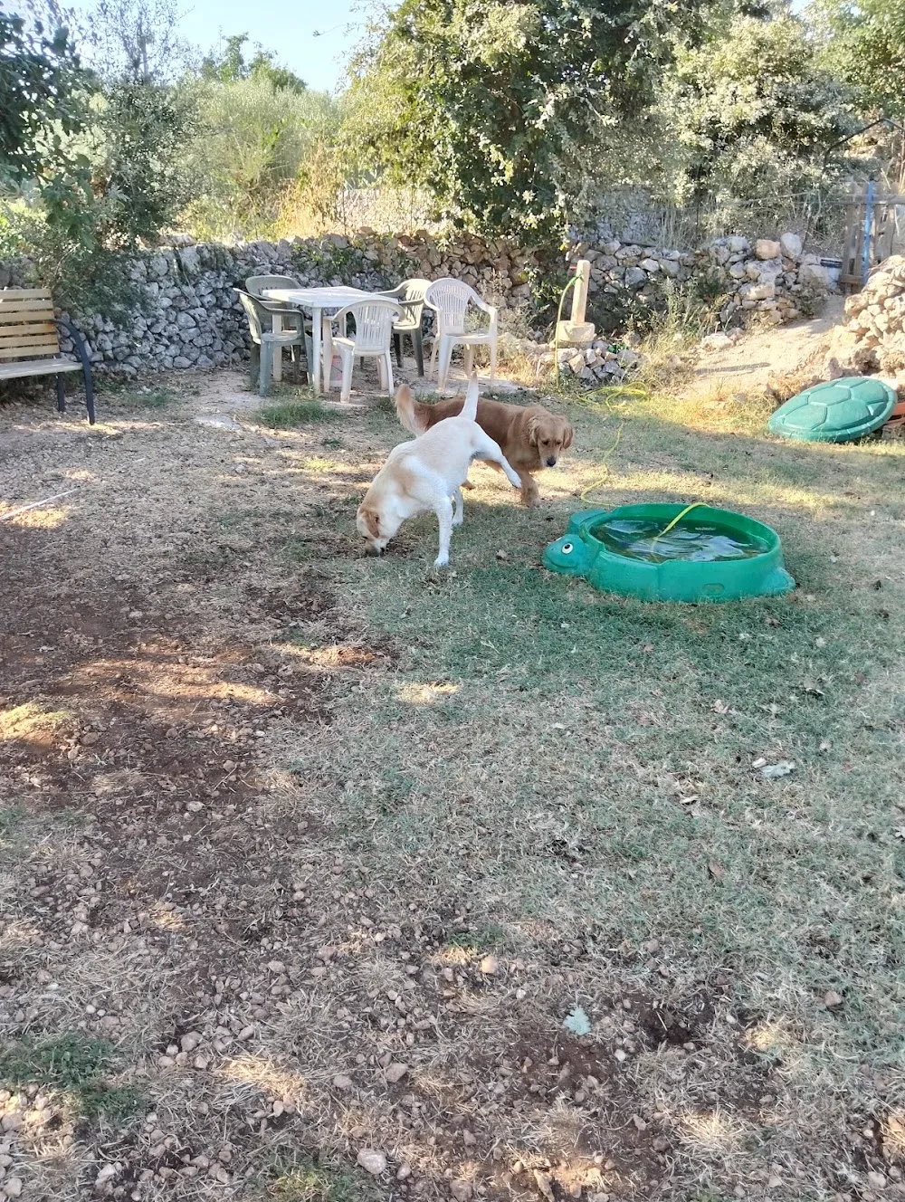 DOG VILLAGE - Amanti degli Animali di Giusto Sofia e Gattinella Giuseppe PENSIONE PER CANI- DOGPARK - Sicily pet otel görseli 11