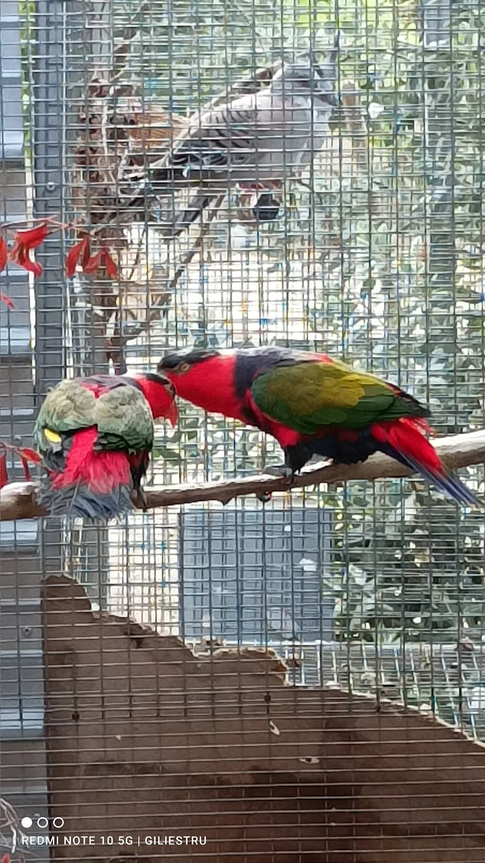 Emporio degli Animali - Sicily pet otel görseli 3