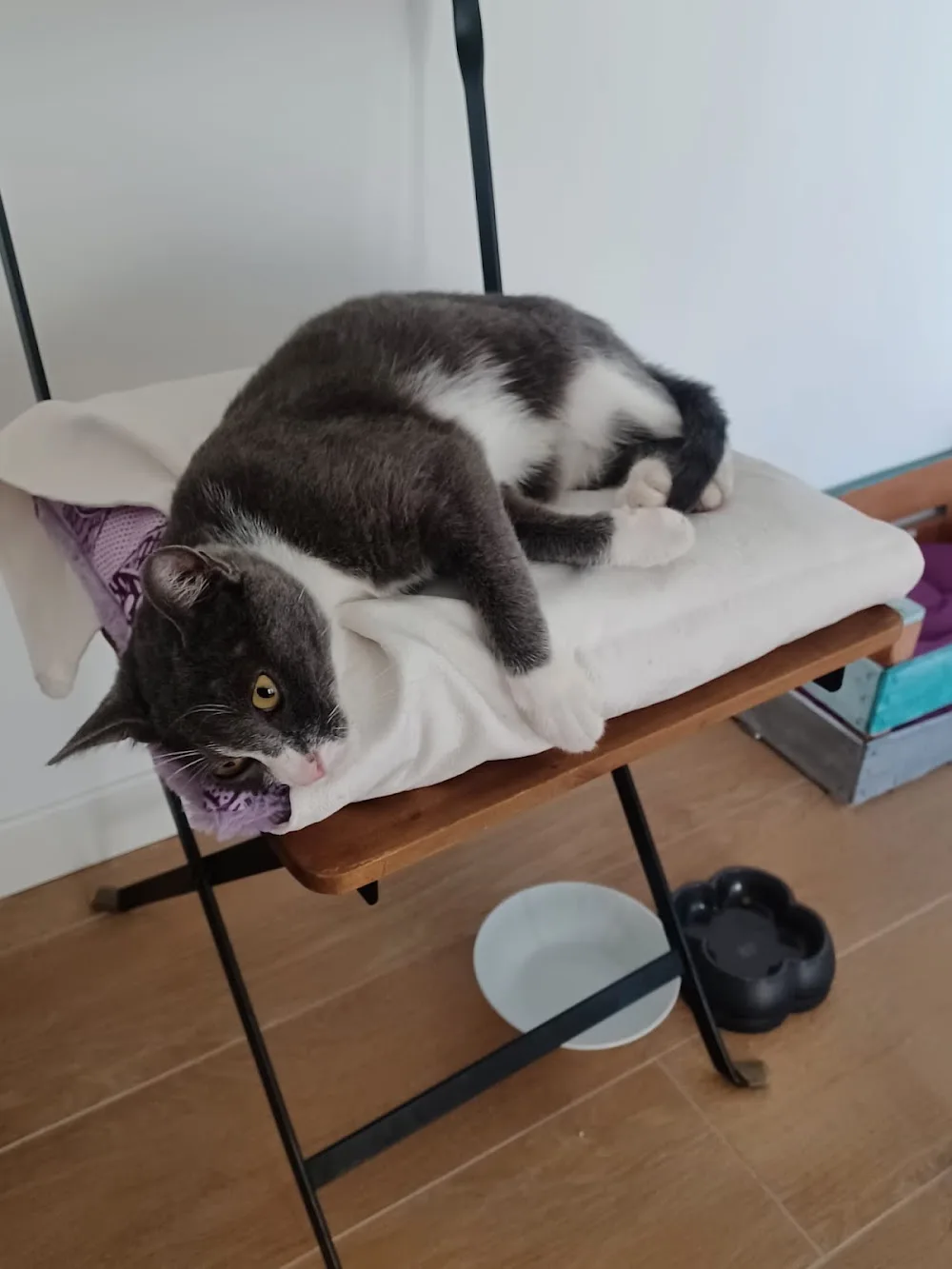 Miao House - Pensione per gatti Siracusano - Sicily pet otel görseli 2