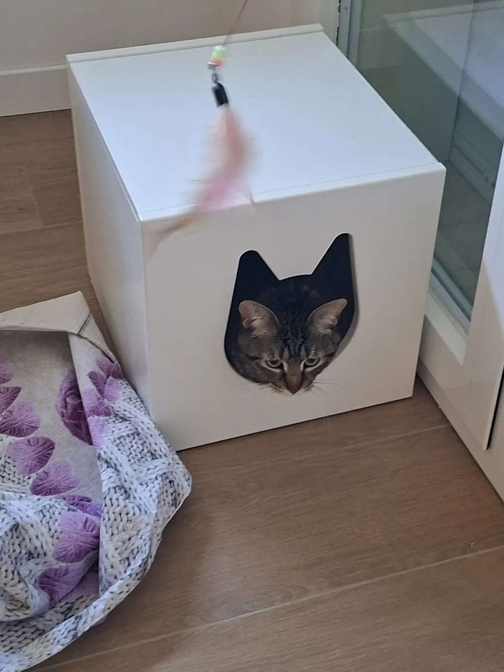 Miao House - Pensione per gatti Siracusano - Sicily pet otel görseli 11