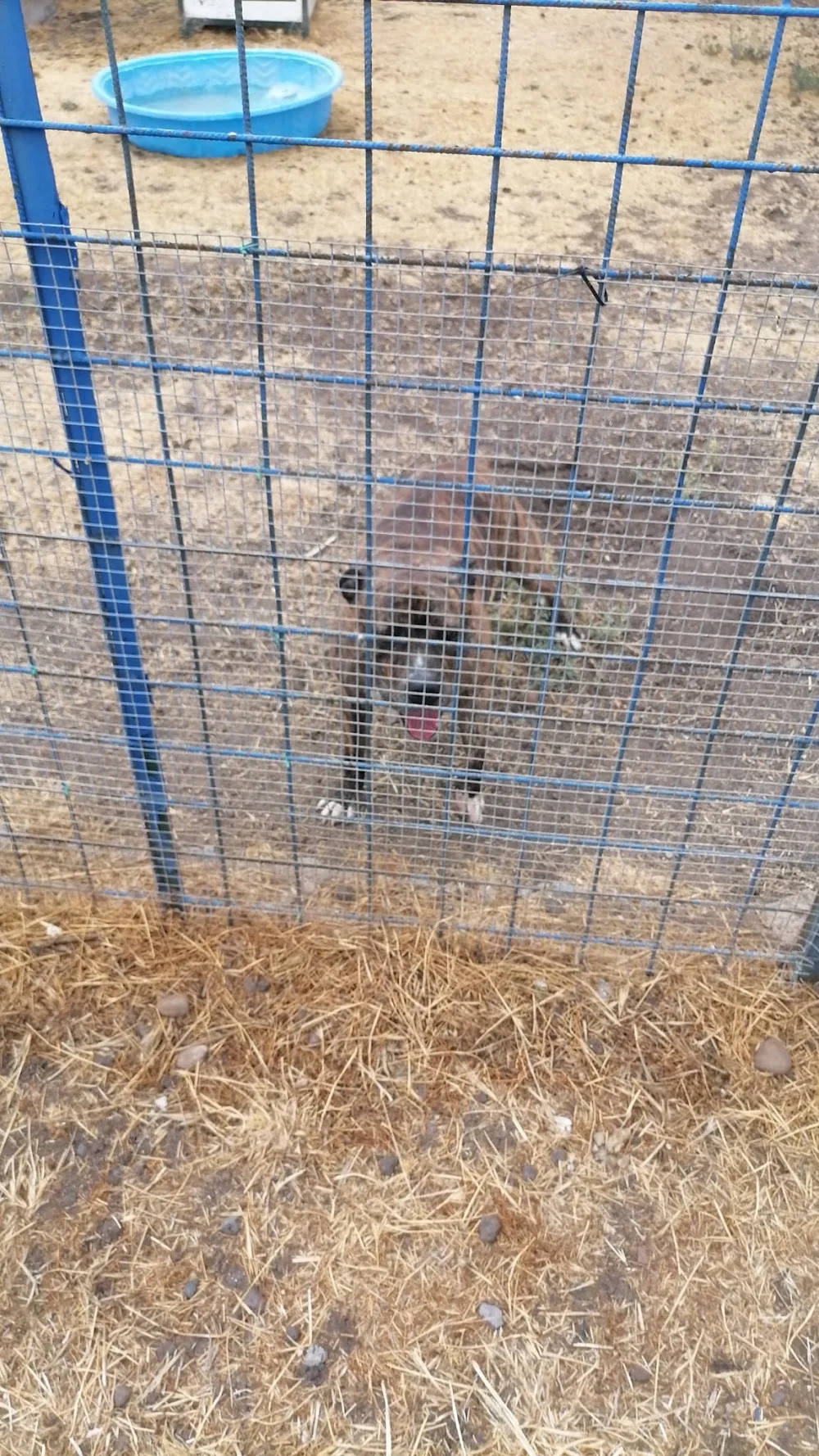 Petsitting club - Sicily pet otel görseli 3