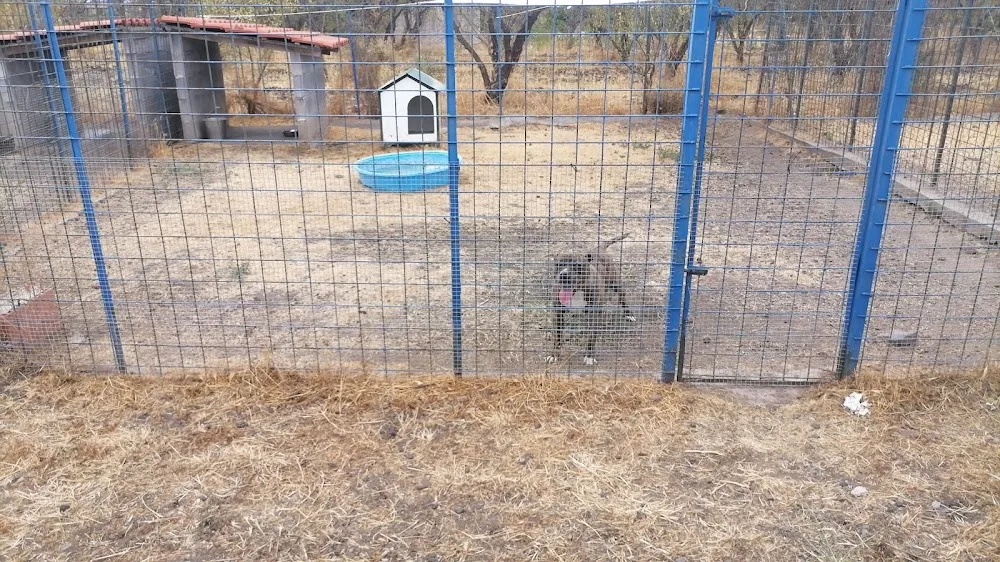 Petsitting club - Sicily pet otel görseli 6