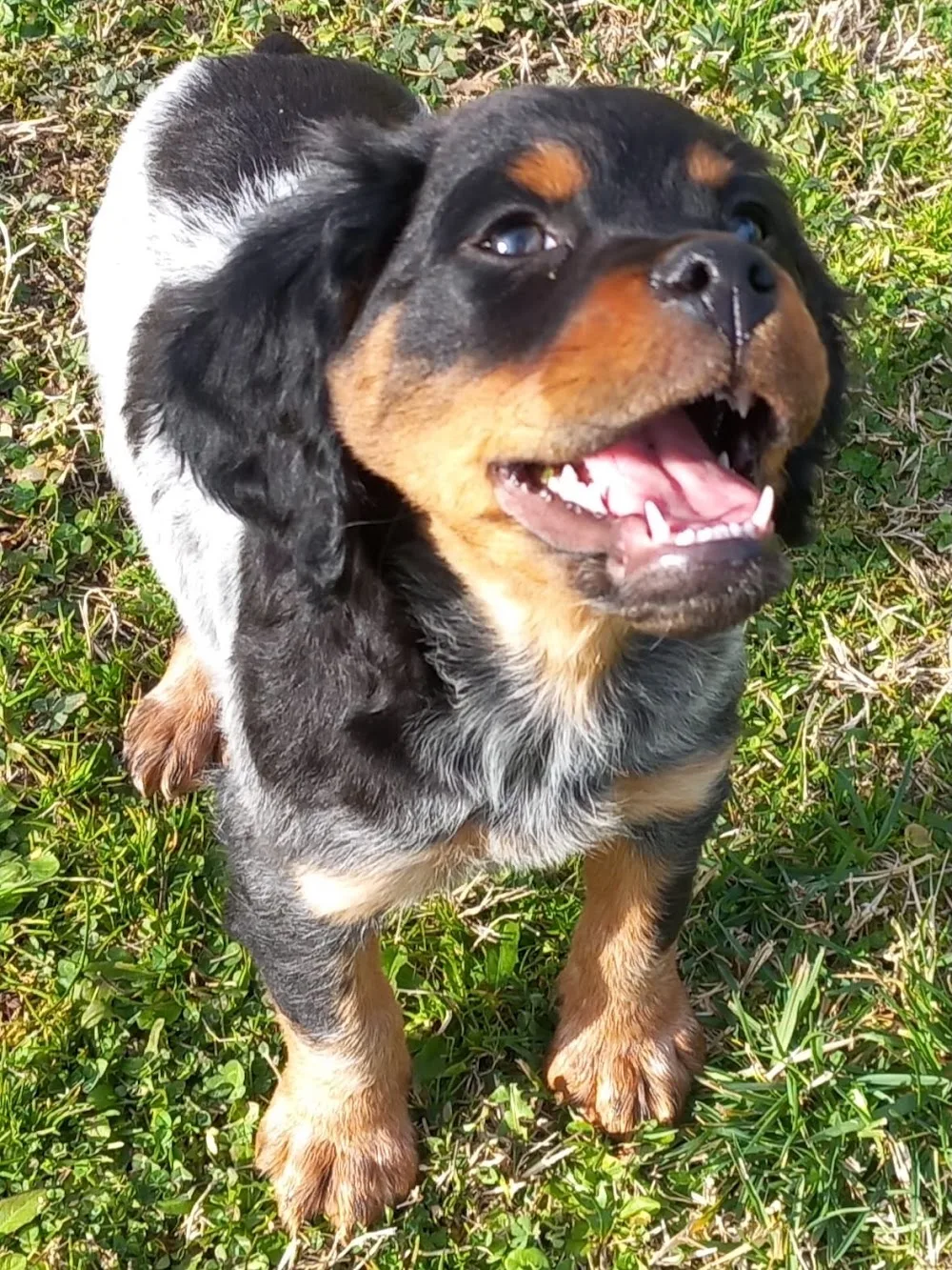 Pensione per cani 'Casa Paradiso' di serafini Michela - Siena pet otel görseli 3