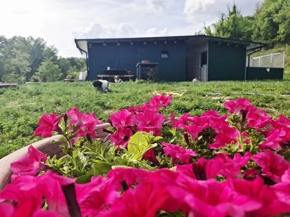 Pensione per cani "L'Oasi" - Siena pet otel