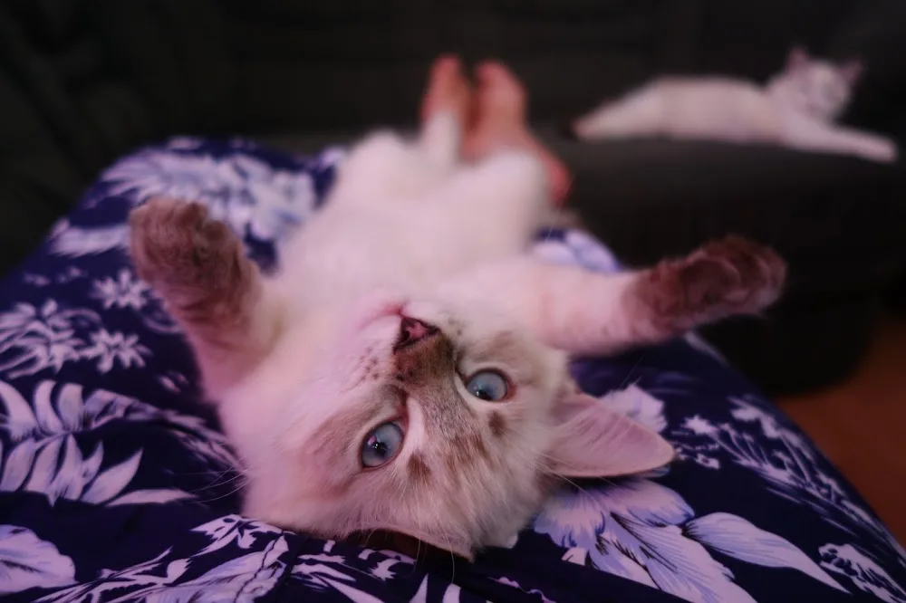 CADI-CAT*pl hodowla Ragdolli - Silesia pet otel görseli 2