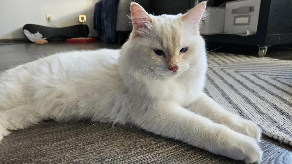 CADI-CAT*pl hodowla Ragdolli - Silesia pet otel görseli 3