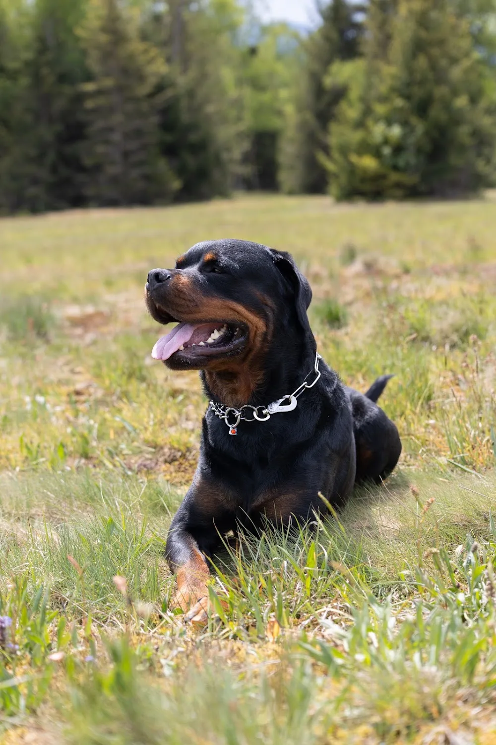 Hundepension Mohnwiese - Georgios Grammozis - Sindelfingen pet otel