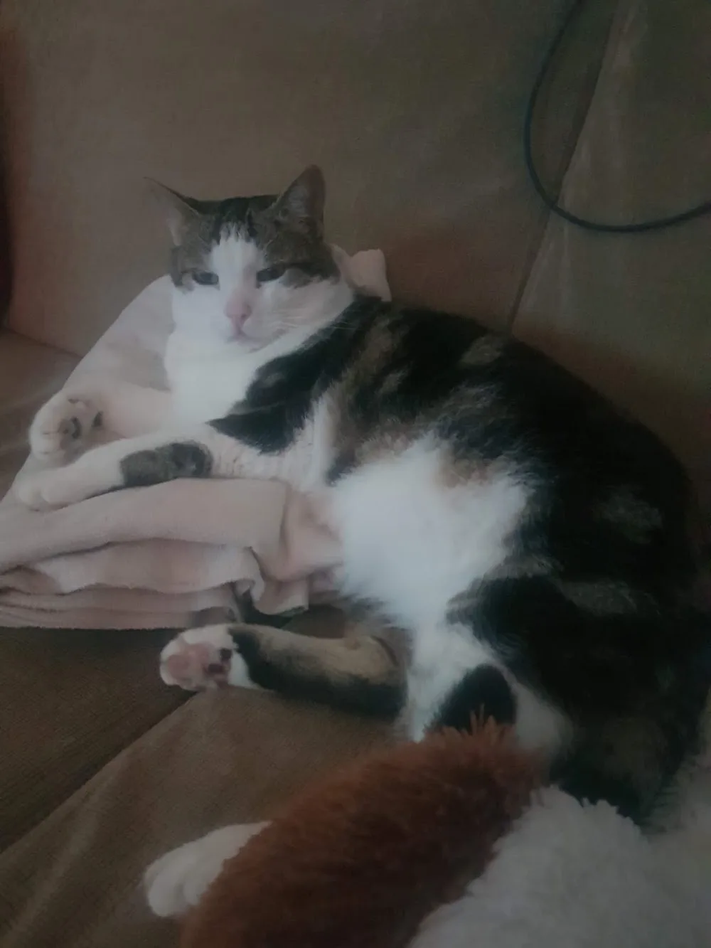 Nitus Tierbetreuung - Betreuung mit Liebe - Sindelfingen pet otel görseli 3