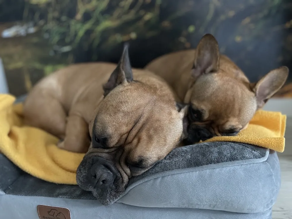 Hundehotel Obermühle - Sinsheim pet otel görseli 3