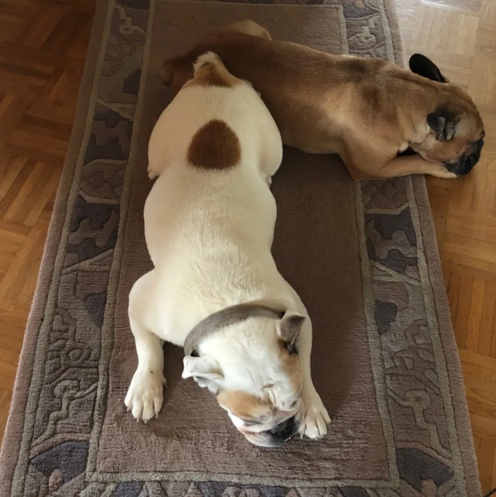 Hundehotel Obermühle - Sinsheim pet otel görseli 5