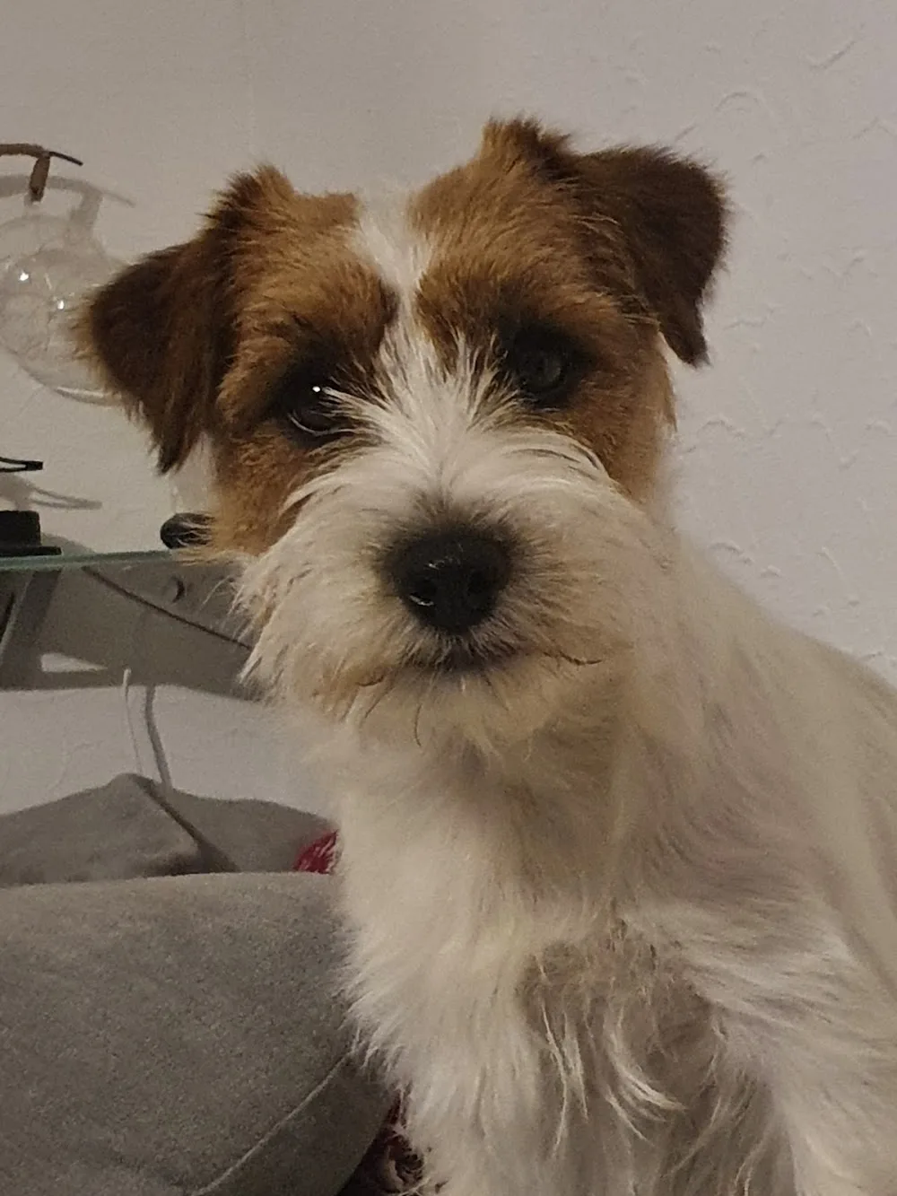 Hundepension Gärtners und Jack Russell Terrier Züchter - Sinsheim pet otel