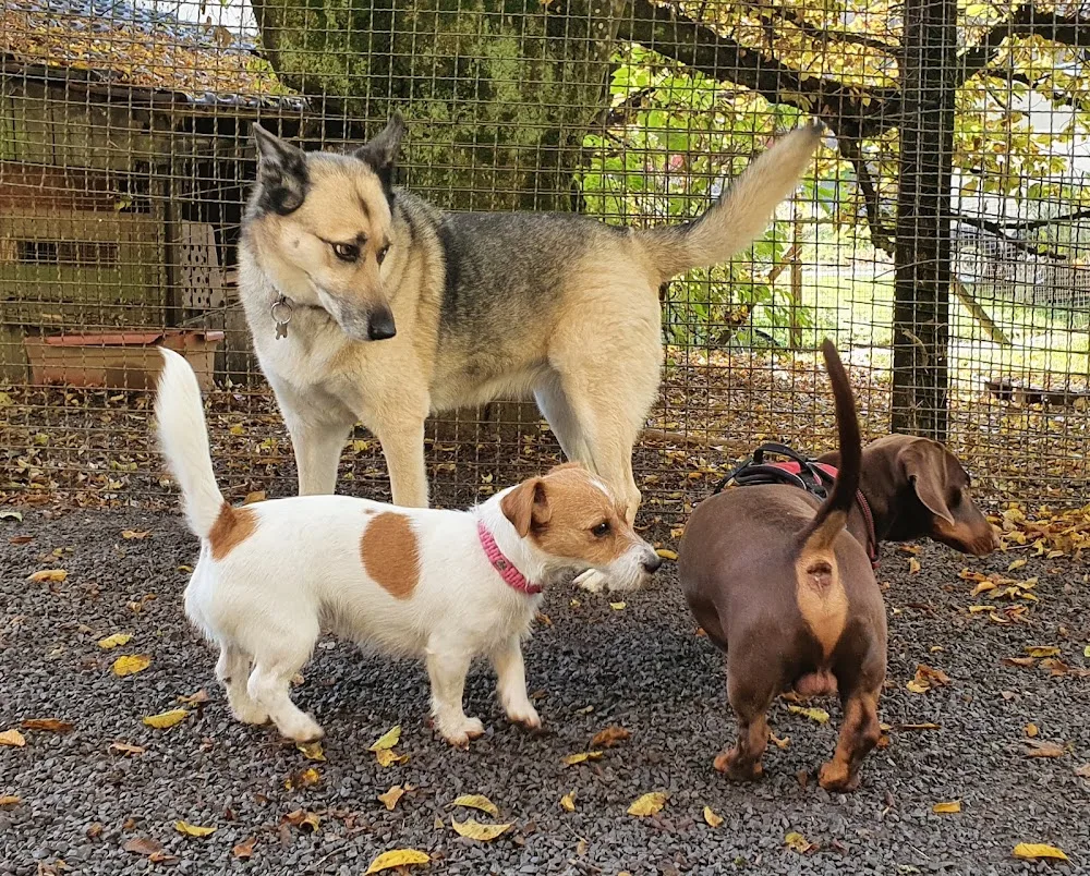Hundepension Gärtners und Jack Russell Terrier Züchter - Sinsheim pet otel görseli 3
