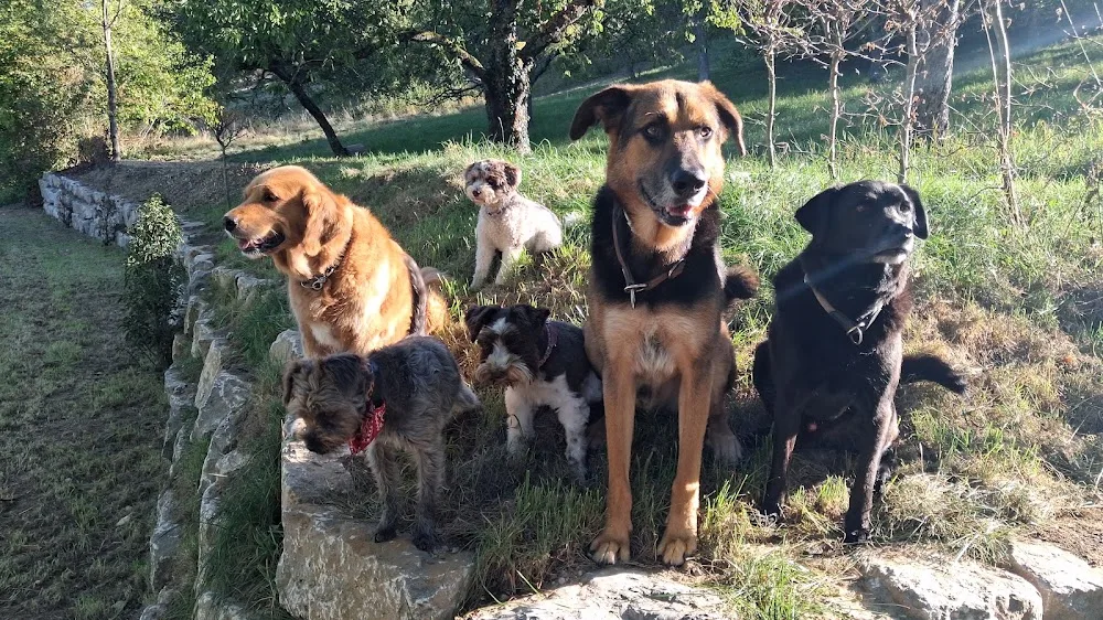 Hundepension Neuhof - Sinsheim pet otel görseli 3