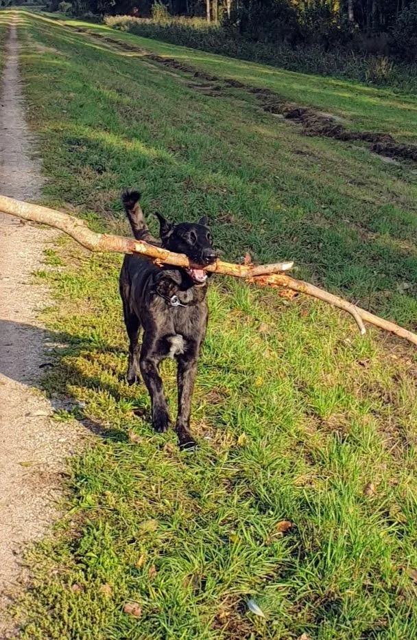 Hundepension Trapp & Bossert - Sinsheim pet otel
