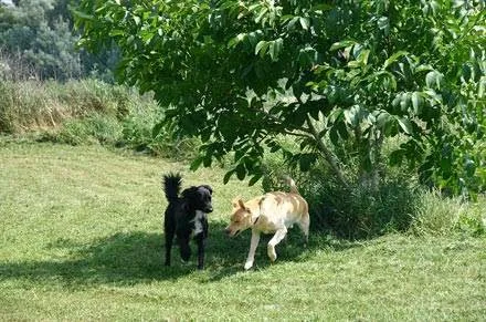 Hundepension Trapp & Bossert - Sinsheim pet otel görseli 3