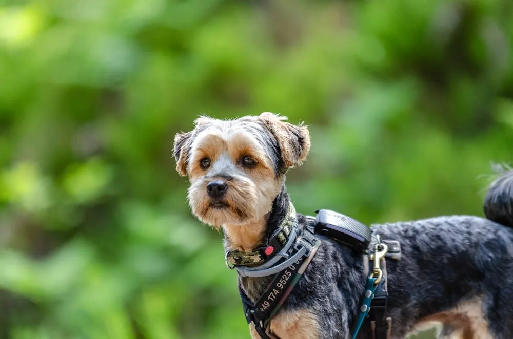Pfotenglück Kraichgau, Hundeinternat u. Hundetraining Inh. Annett Heinzmann - Sinsheim pet otel