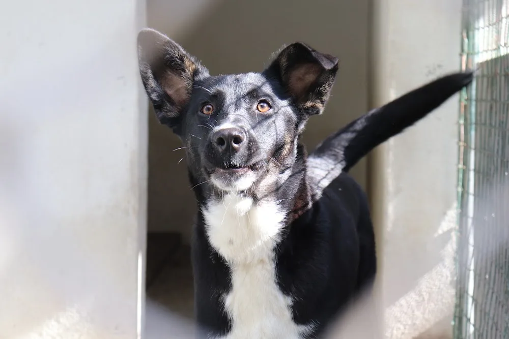 Hotel Para Cães - Quinta das Patinhas - Sintra pet otel
