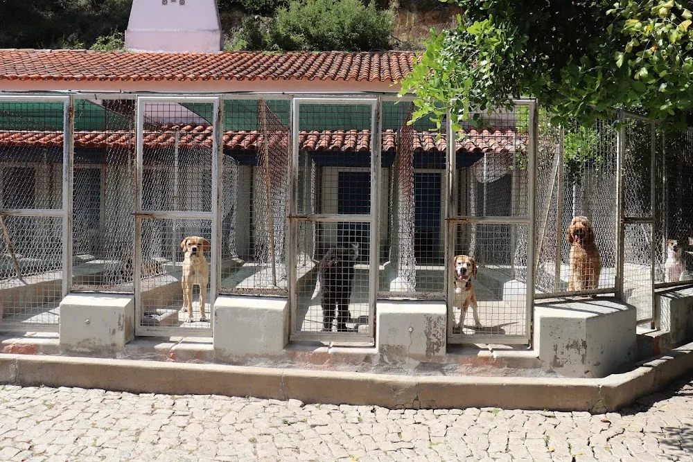 Hotel Para Cães - Quinta das Patinhas - Sintra pet otel görseli 3