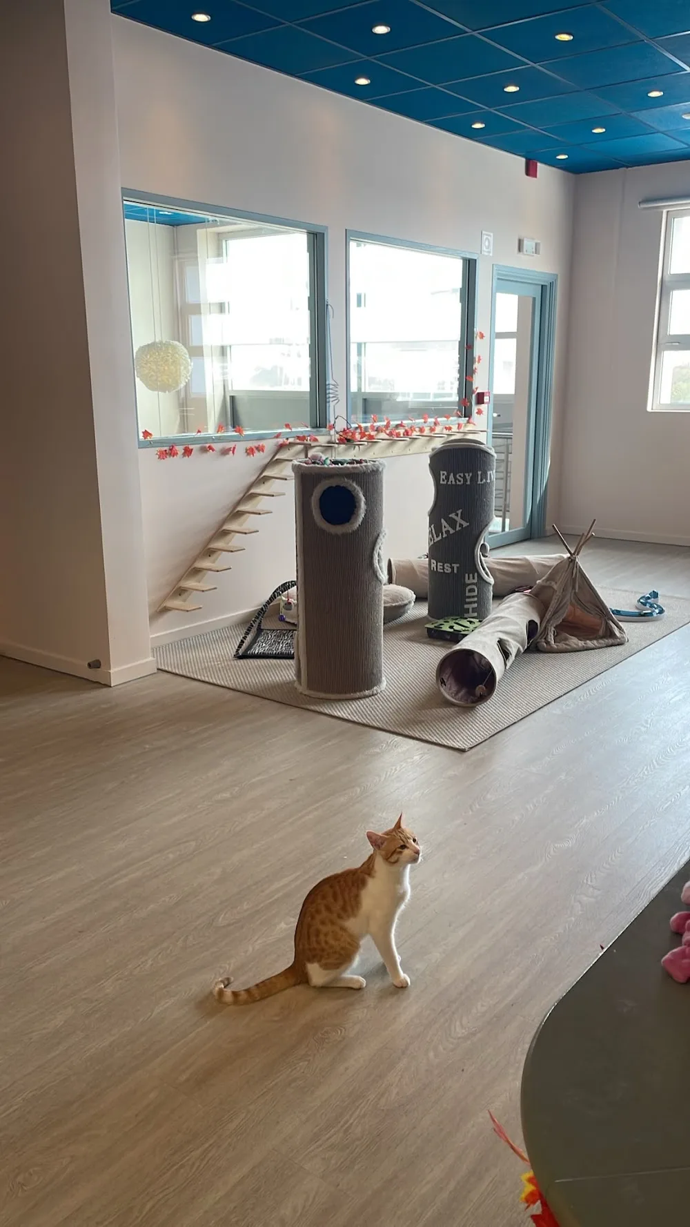 Purrfection Plaza Cat Hotel - Sintra pet otel