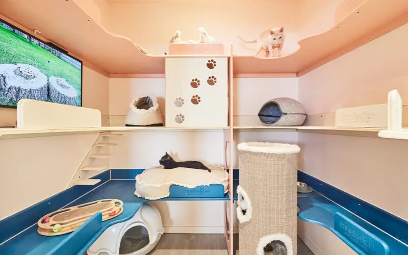 Purrfection Plaza Cat Hotel - Sintra pet otel görseli 3
