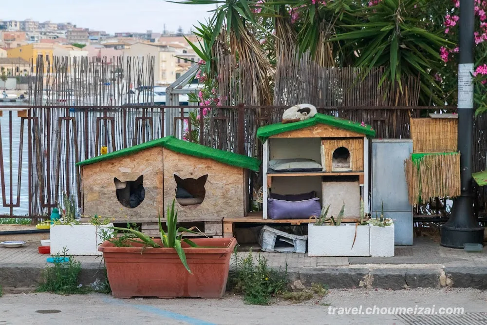 Kitty Cat Hotel - Siracusa pet otel görseli 2