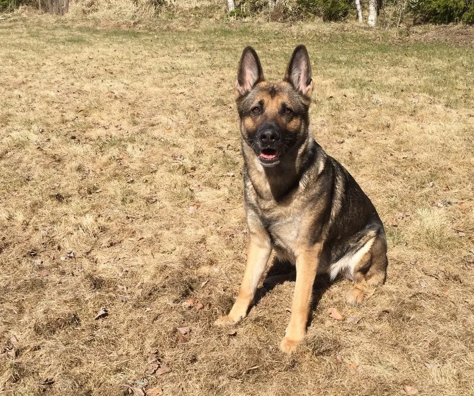 Kennel Fabirron - Siuro pet otel görseli 3
