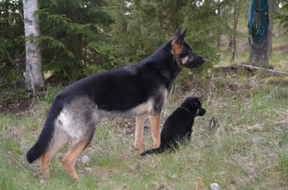 Kennel Fabirron - Siuro pet otel görseli 6