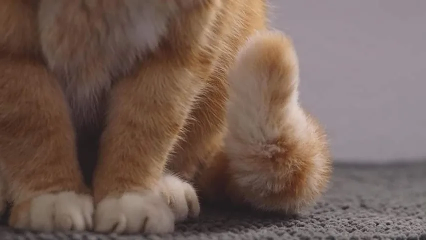 Ängagårdens Kattpensionat - Skåne pet otel görseli 2