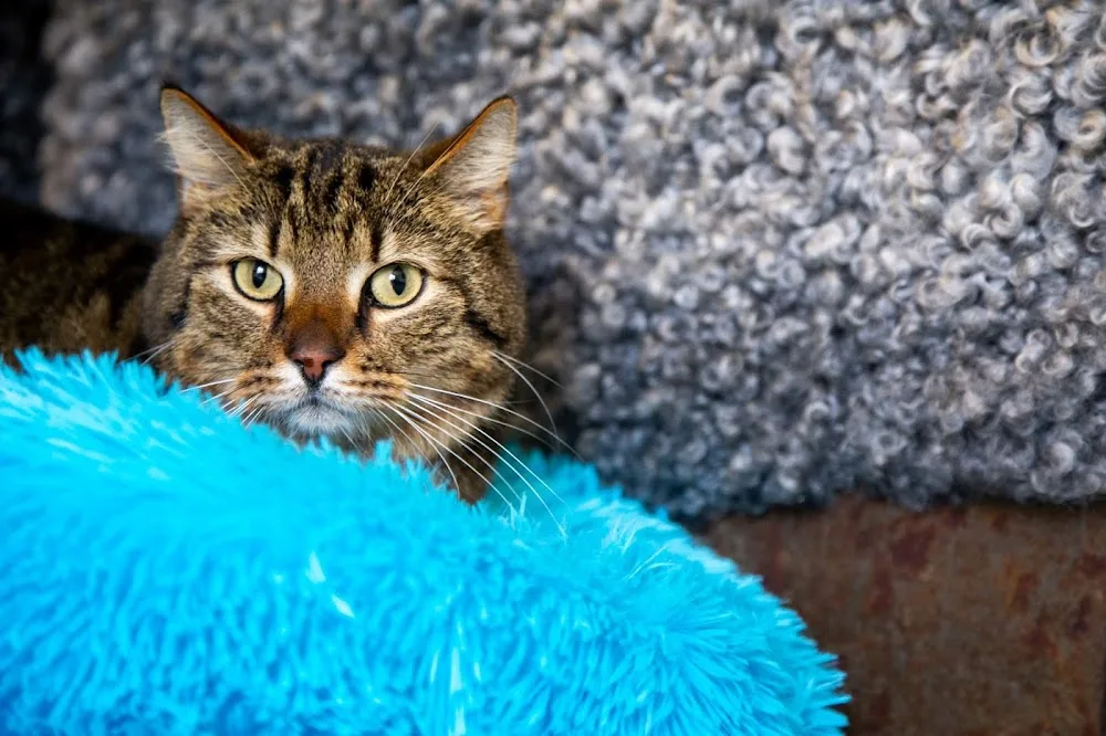 Ängagårdens Kattpensionat - Skåne pet otel görseli 3