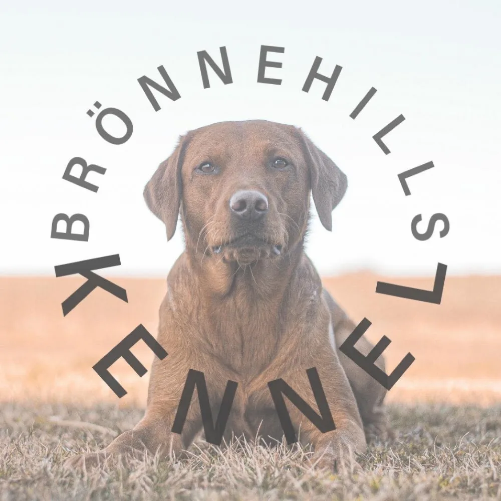 Brönnehills Kennel - Skåne pet otel görseli 3