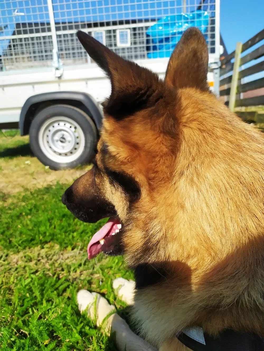 Dogpro´s Hundpensionat - Skåne pet otel görseli 3