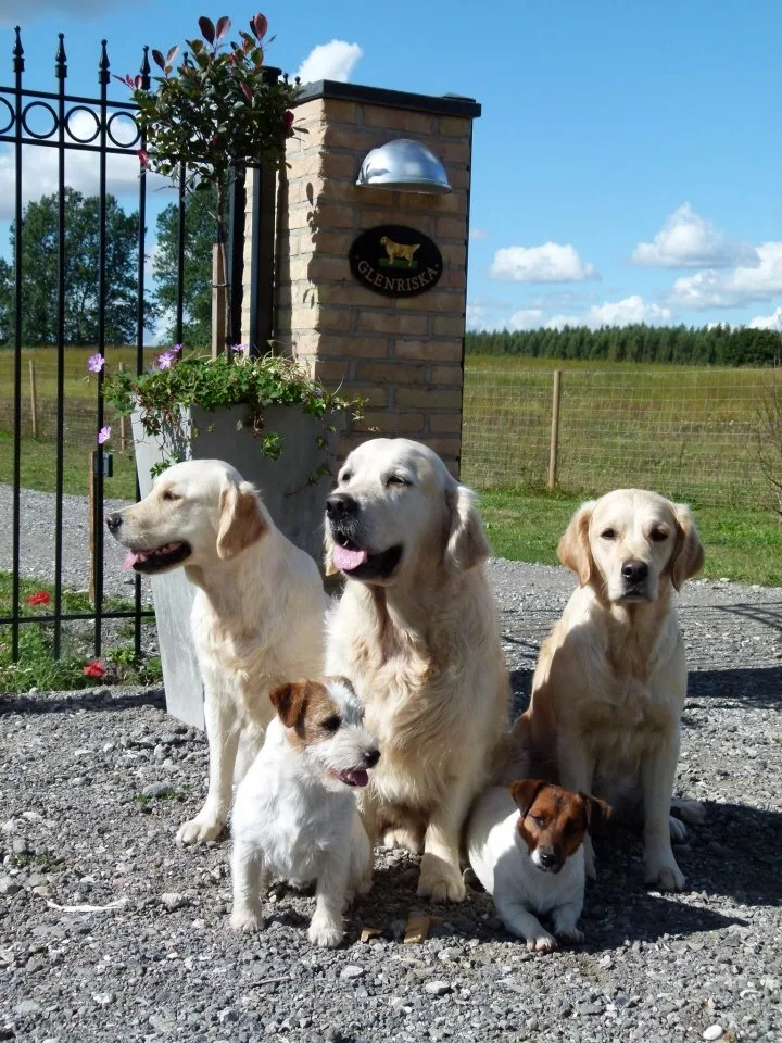 Glenriska Kennel - Skåne pet otel