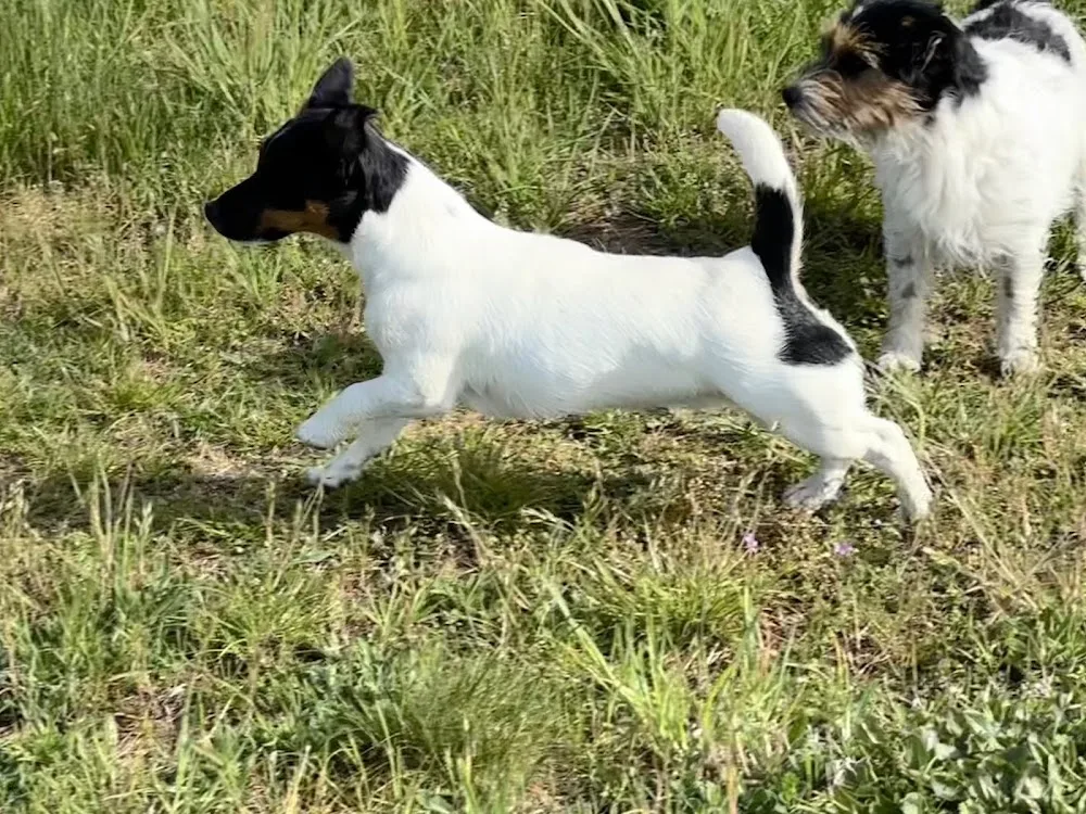 Glenriska Kennel - Skåne pet otel görseli 3